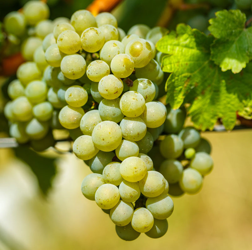 Chardonnay Chardonnay