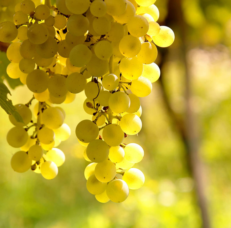 Sauvignon Blanc Sauvignon Blanc