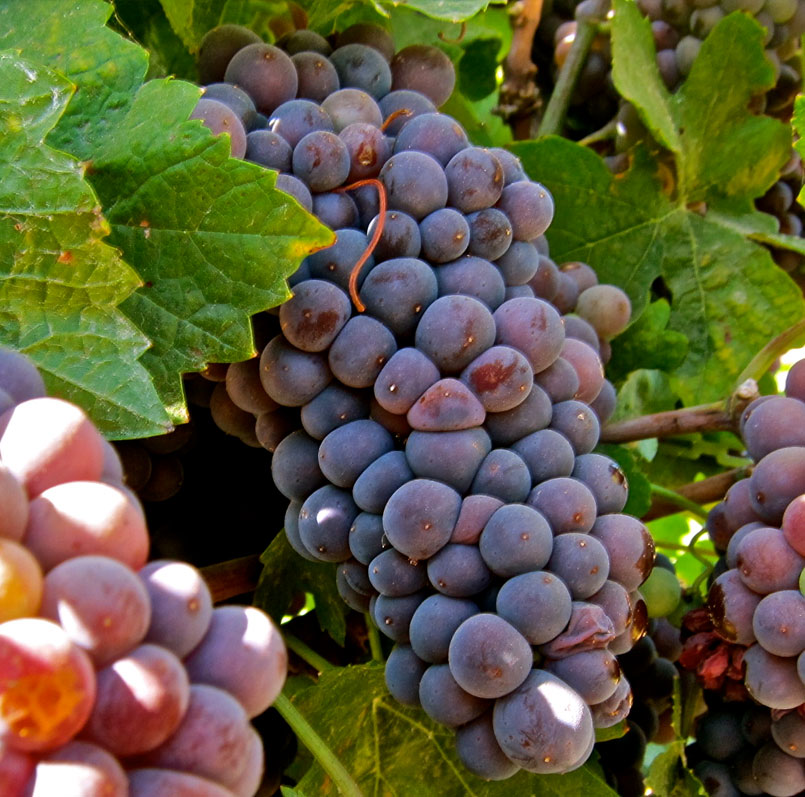 Pinot Grigio Pinot Grigio