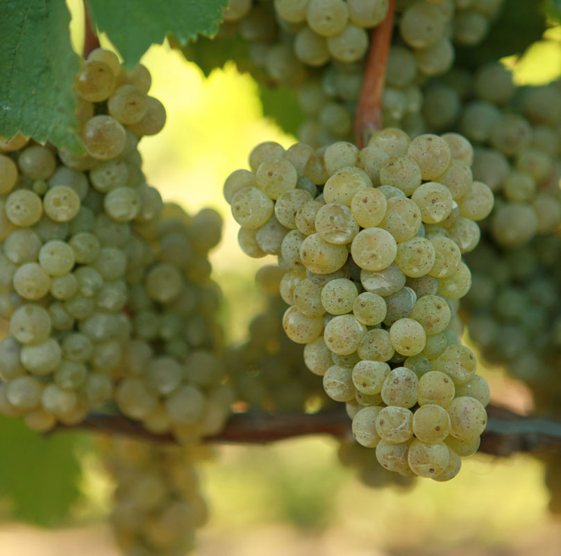 Riesling Riesling
