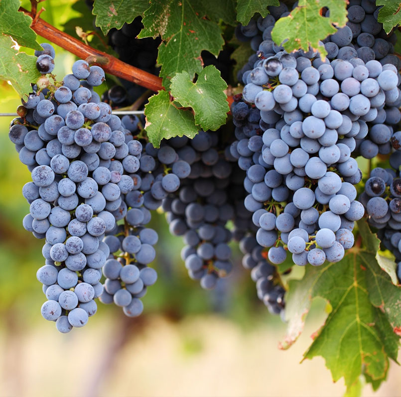 Cabernet Sauvignon Cabernet Sauvignon
