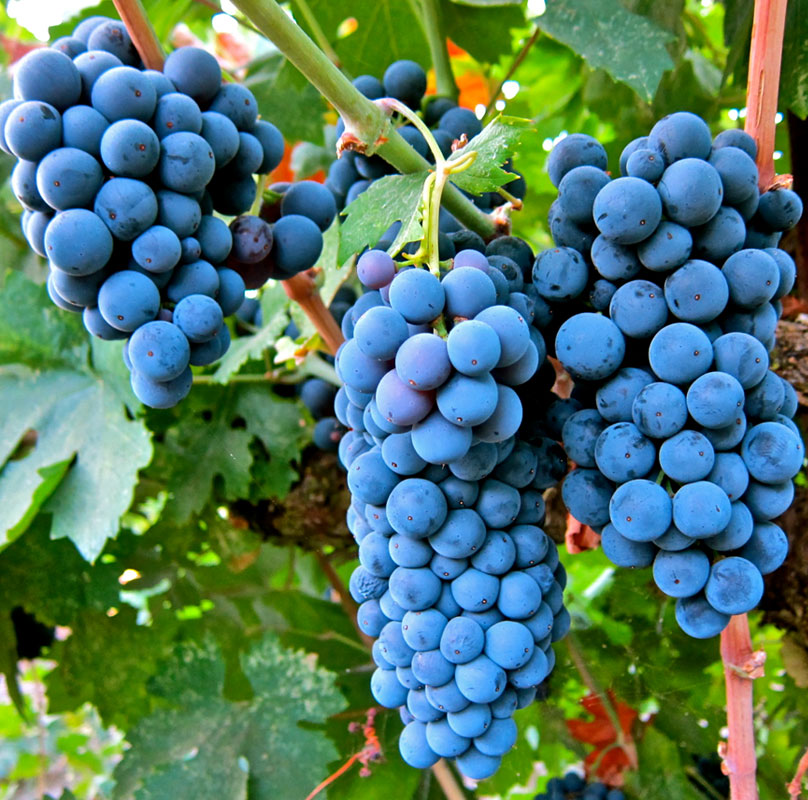 Merlot Merlot