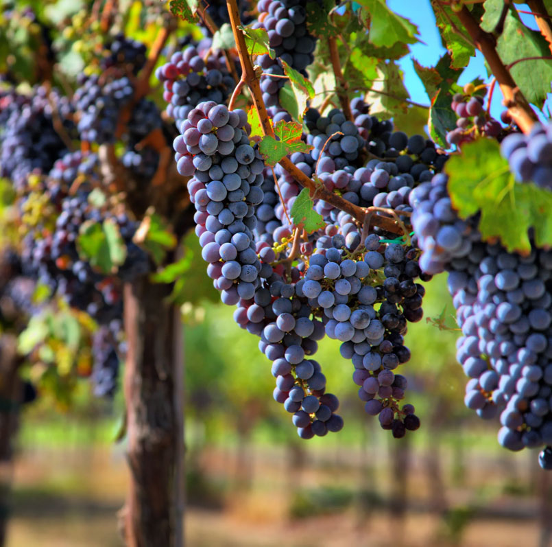Pinot Noir Pinot Noir