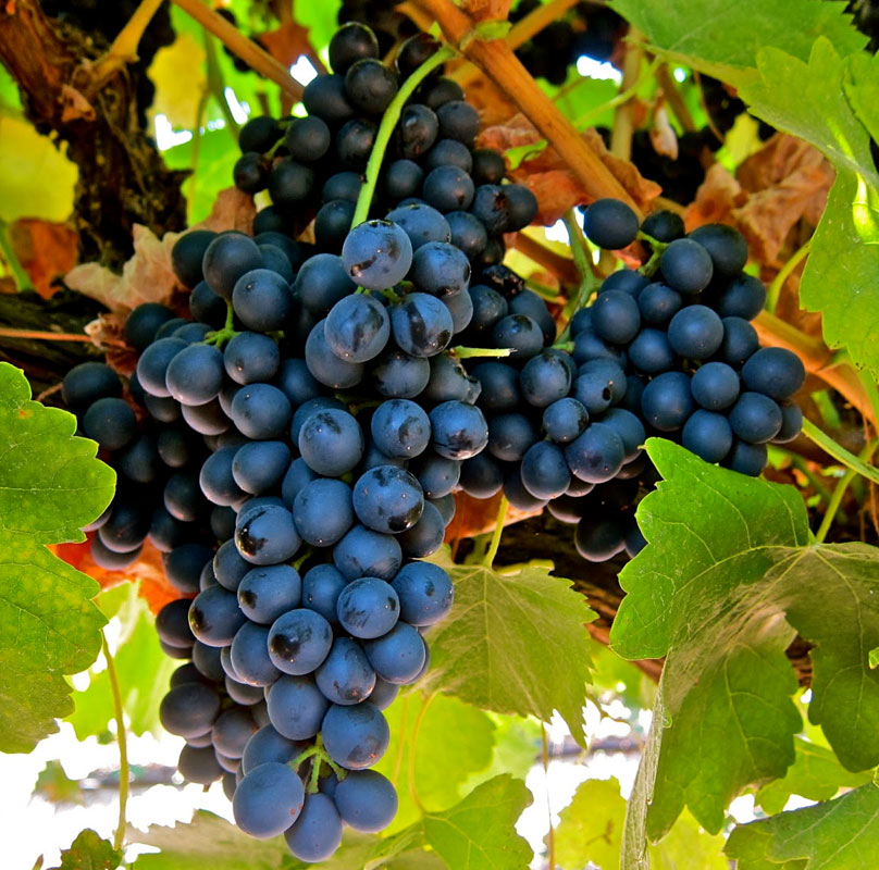 Syrah/Shiraz Syrah/Shiraz